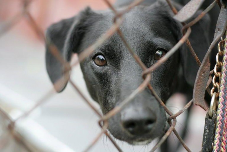 Wycofują się z budowy schroniska