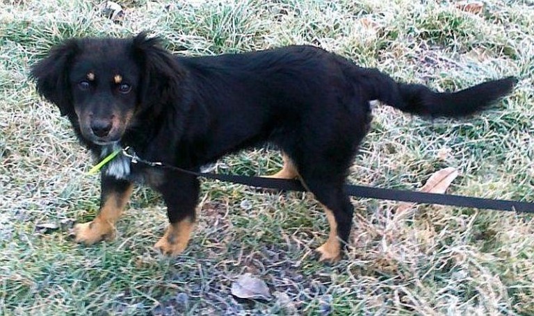 Milutka suczka szuka domu