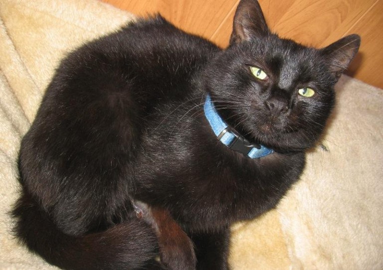 Dwie znajdy szukają domu