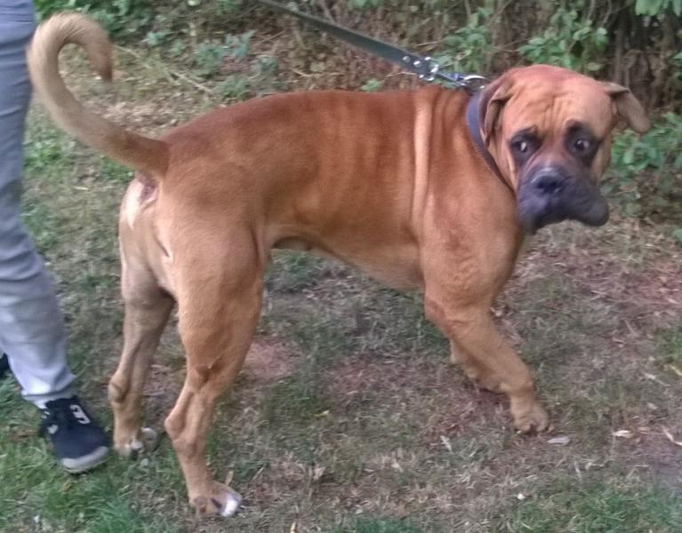 Potrzebują swoich właścicieli