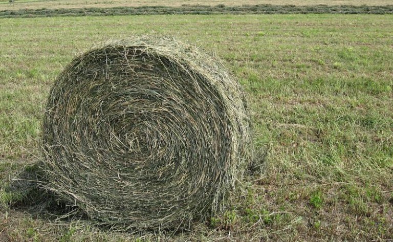 Łupy ukryli w sianie