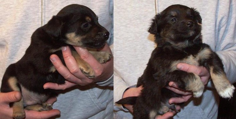 Szczeniaki nadal czekają