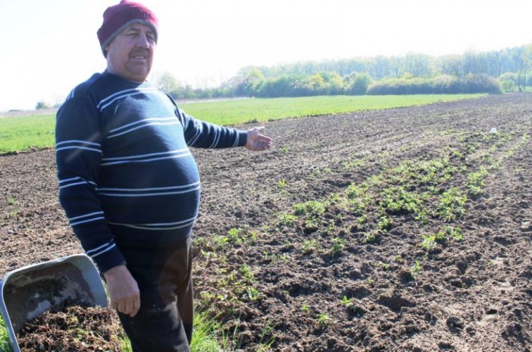 Nie będzie truskawek ani ziemniaków