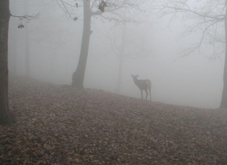 Sprzyja im zima bez śniegu