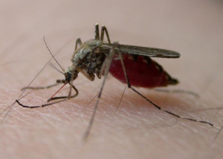 Wybiją komary i kleszcze