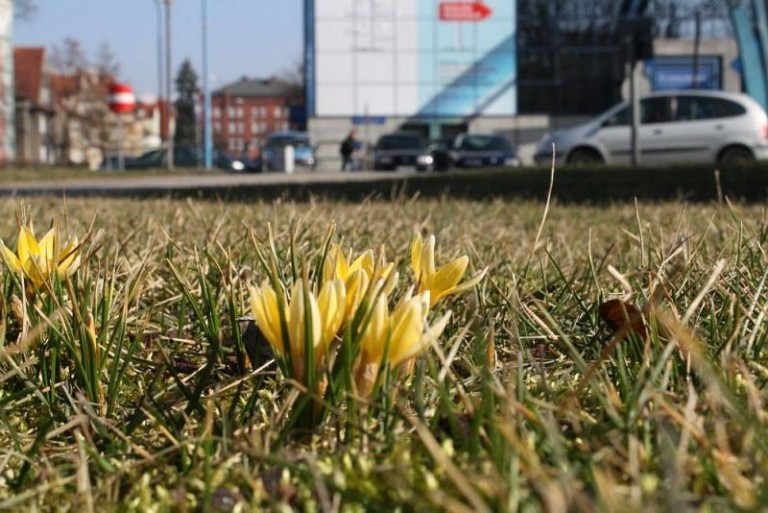 Ukwiecone miasto