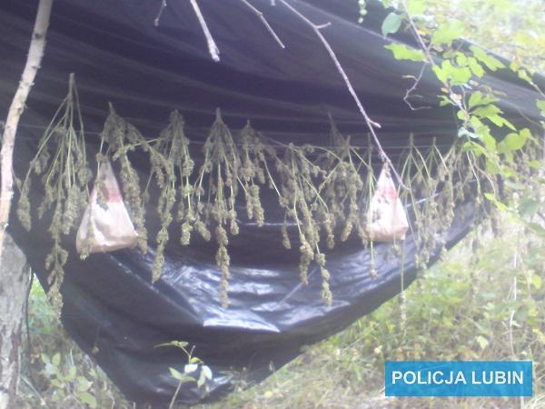 Marihuanę uprawiali w… lesie