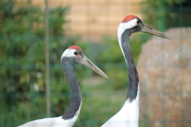 Ta para potrzebuje imion