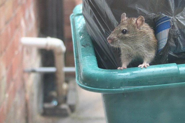 Wytrują szczury