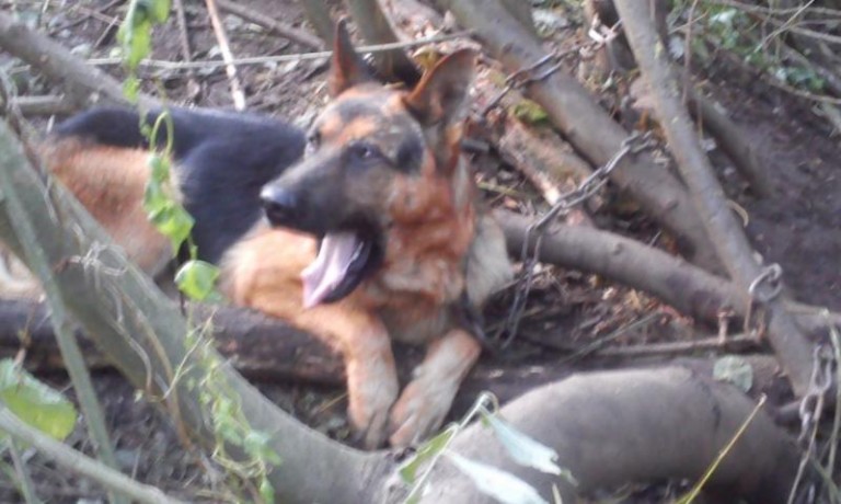 Miał konać w cierpieniach