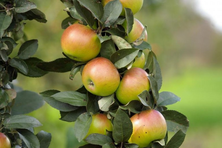 Grusze i jabłonie zagrożone