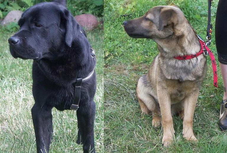 Labrador i mieszaniec czekają