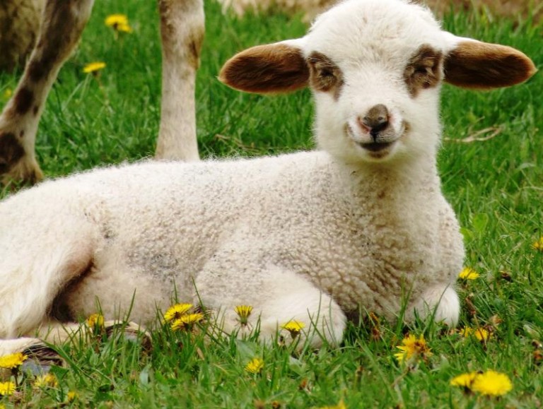 Radości i wzajemnej życzliwości