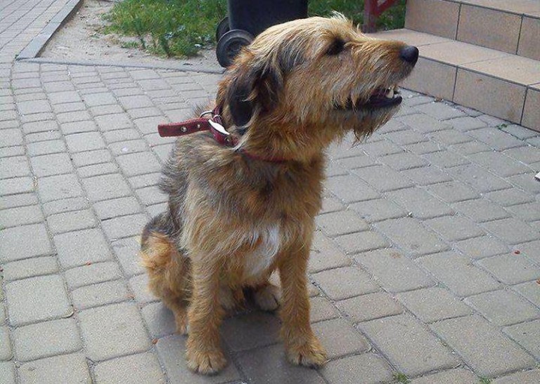 Pewnie komuś uciekł (AKTUALIZACJA)