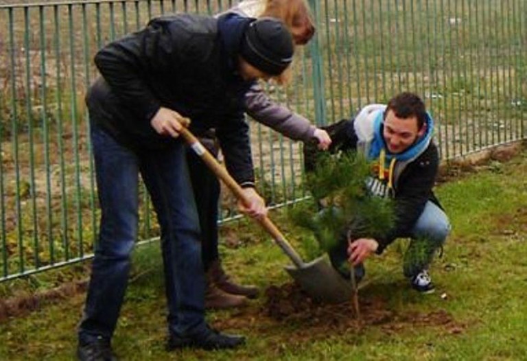 Nowe drzewa od Warmii aż po Lubin