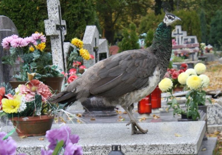 Na cmentarzu zamieszkał… paw (FOTO)