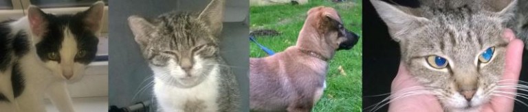 Trzy kotki oraz psiak