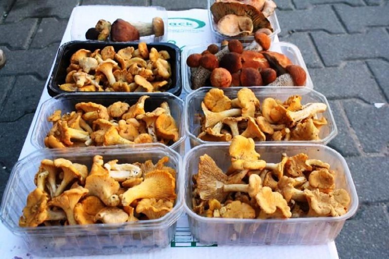 Bezpieczne grzybobranie