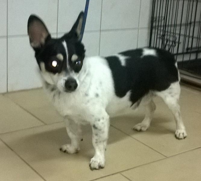 Pilnie potrzebują domów