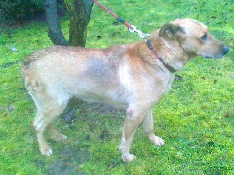 Błąkał się po Orlej