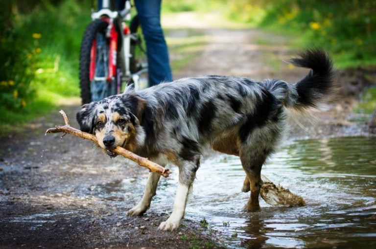 Chcą parku dla zwierząt