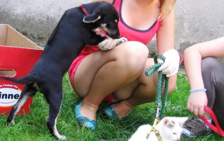 Trafiły na ulicę. Jak śmieci