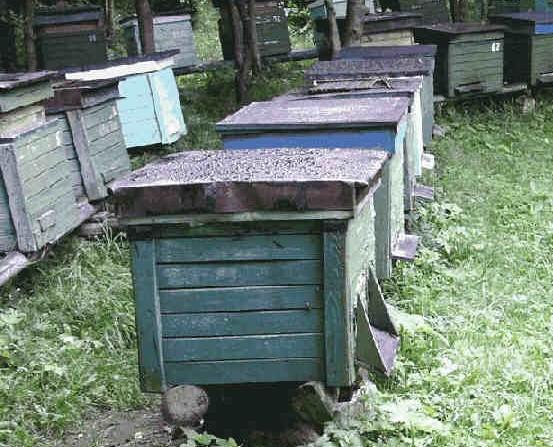 Robotni jak pszczoły… na haju