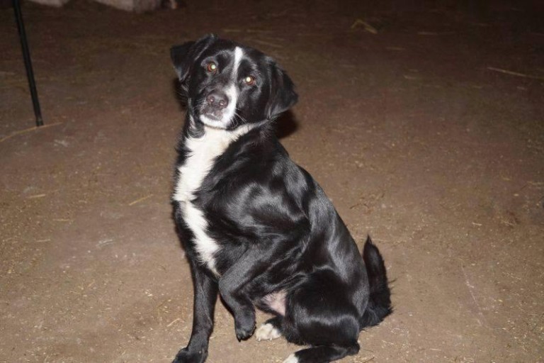 Pers i dwa pieski szukają domu