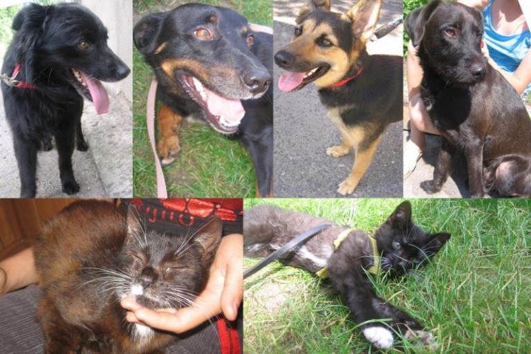 Miły zwierzyniec pozna właścicieli