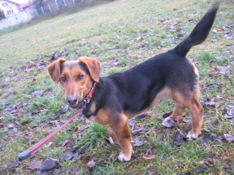 Porzucone przed świętami