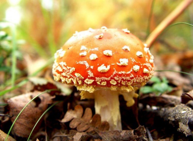 Ostrożnie z grzybami