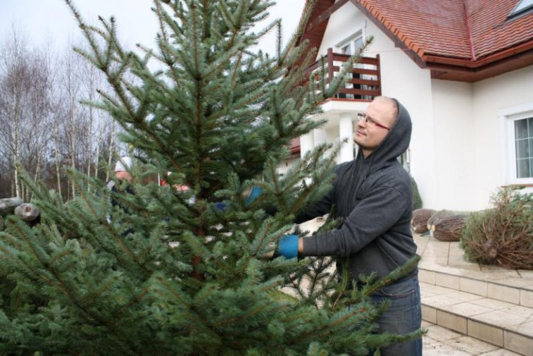 Choinki poszły w ruch