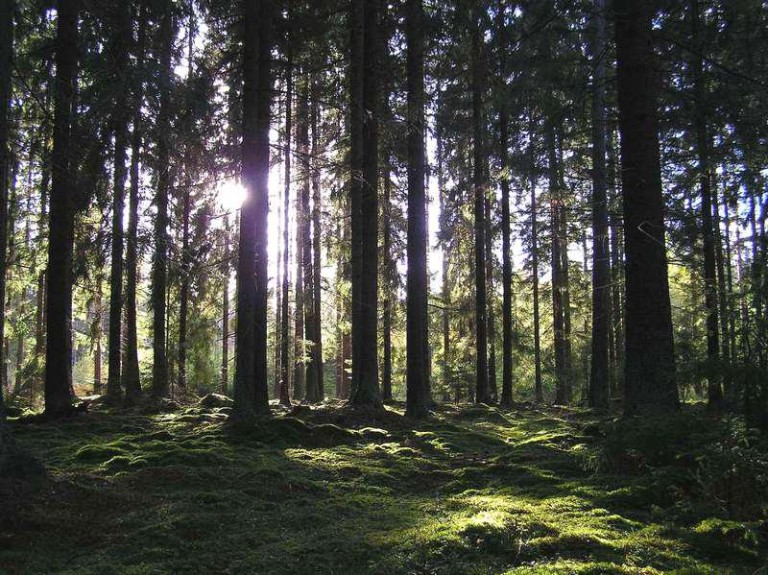 Upały nie szczędzą lasów. Najwyższe zagrożenie!