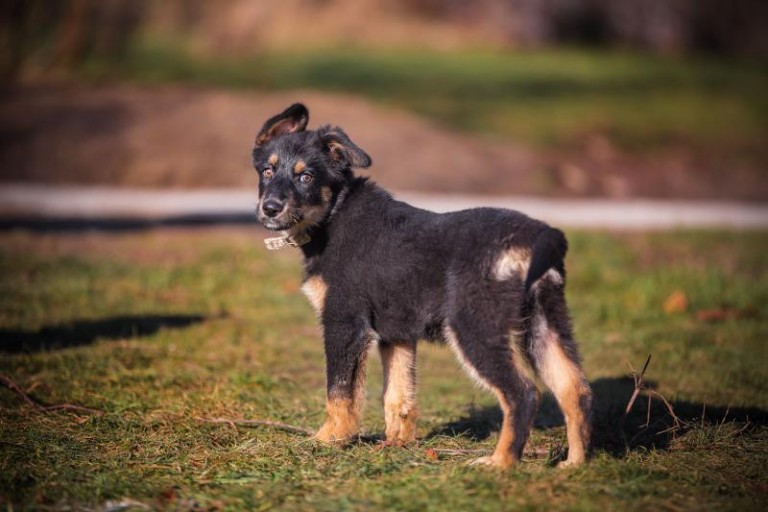 Szczeniaki potrzebują domu