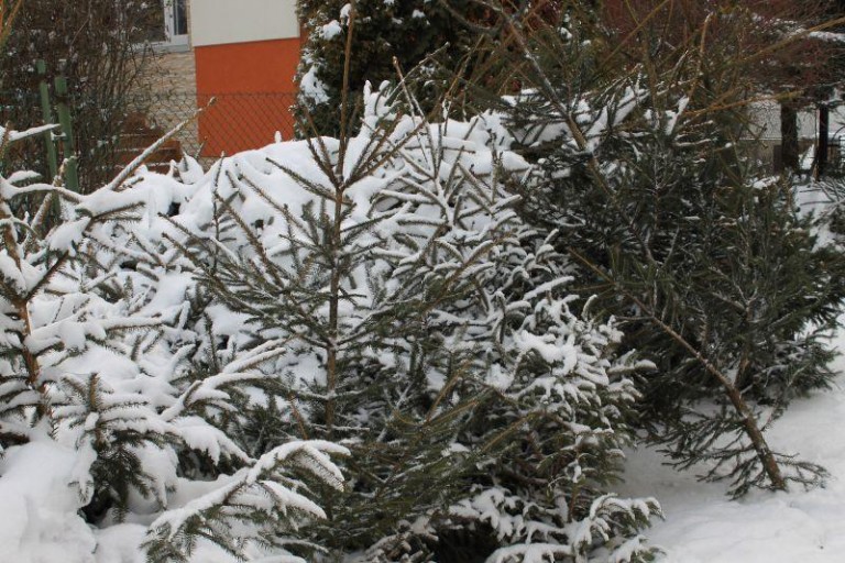 Taniej u leśniczego