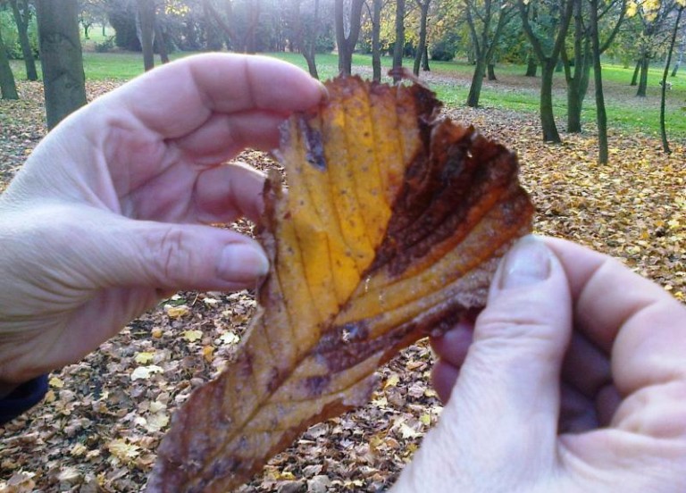 Ocalmy je przed zarazą