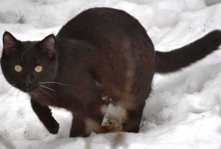 Szukają dla niego domu