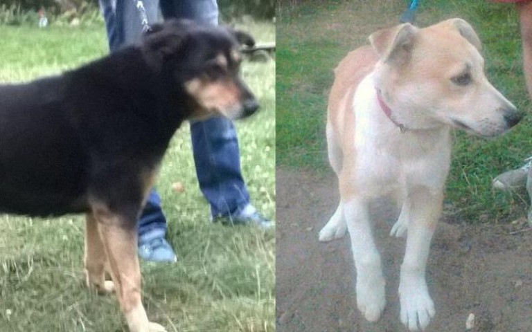 Dwa psiaki potrzebują domu