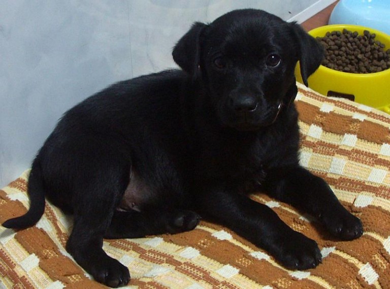 Szczeniaki do wzięcia