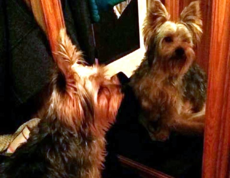 Uwaga, znaleziono yorka