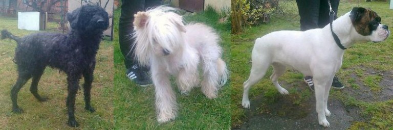 Bokserka i inne psiaki