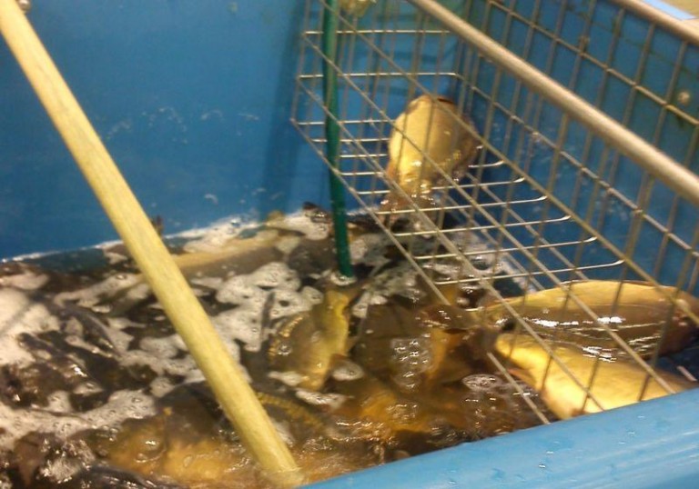 Karp na tym samym poziomie