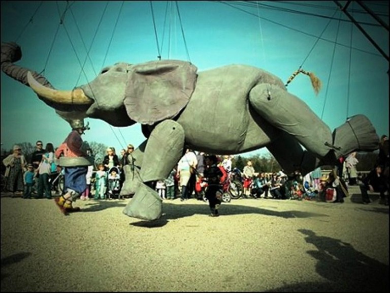 Uwolnią słonia