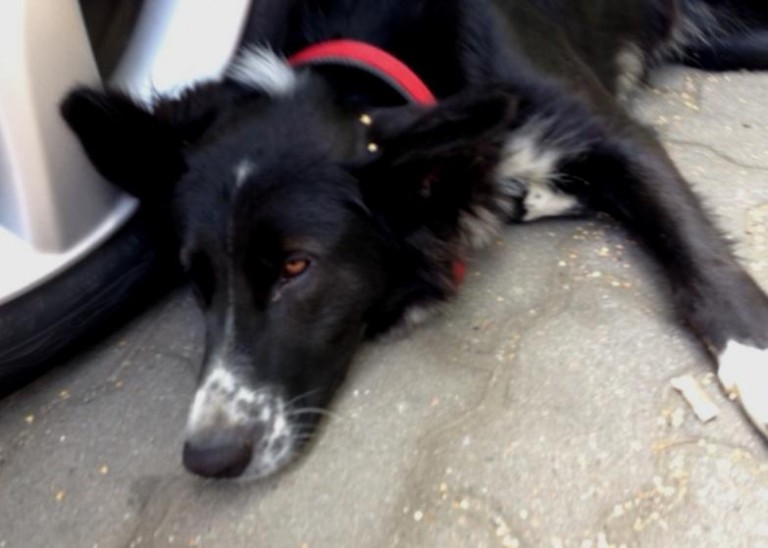 Pilnie potrzebny nowy dom