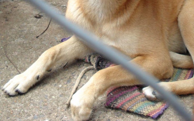 Policja ustali czy zabito psa