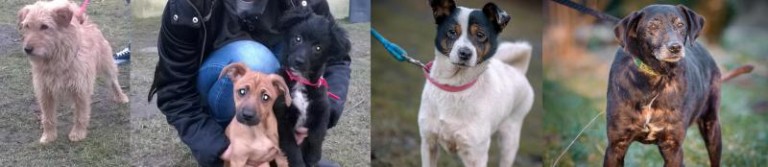 Czy ktoś je przygarnie?