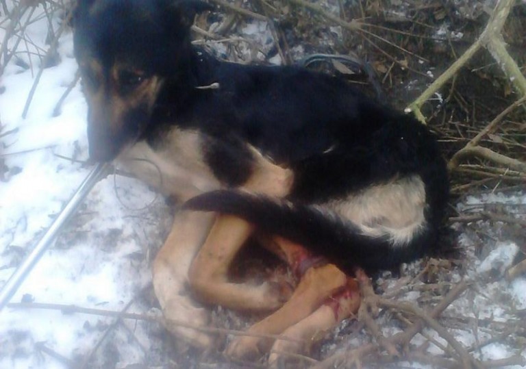 Związał, wyrzucił, skazał na śmierć