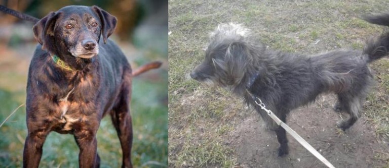 Nowy dom lub schronisko