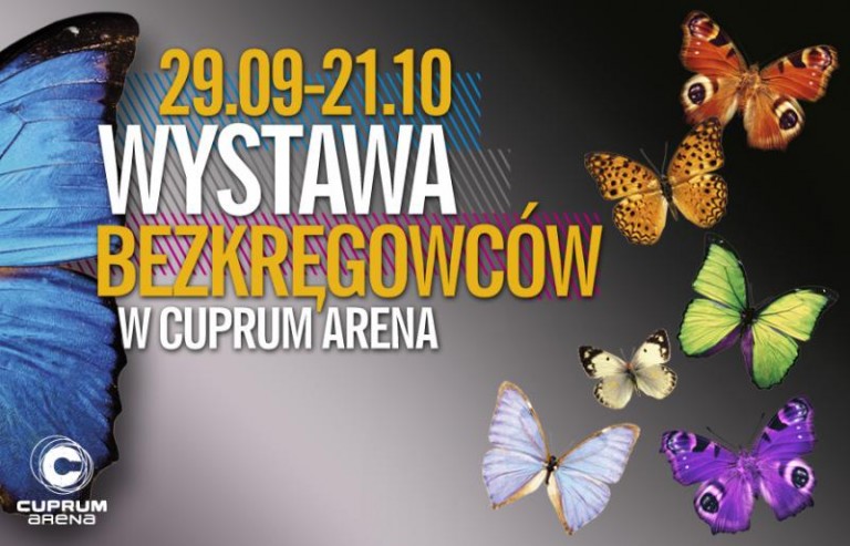 Żywe skorpiony, pająki i owady w galerii