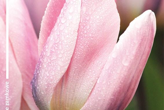 Tulipany w szpitalu